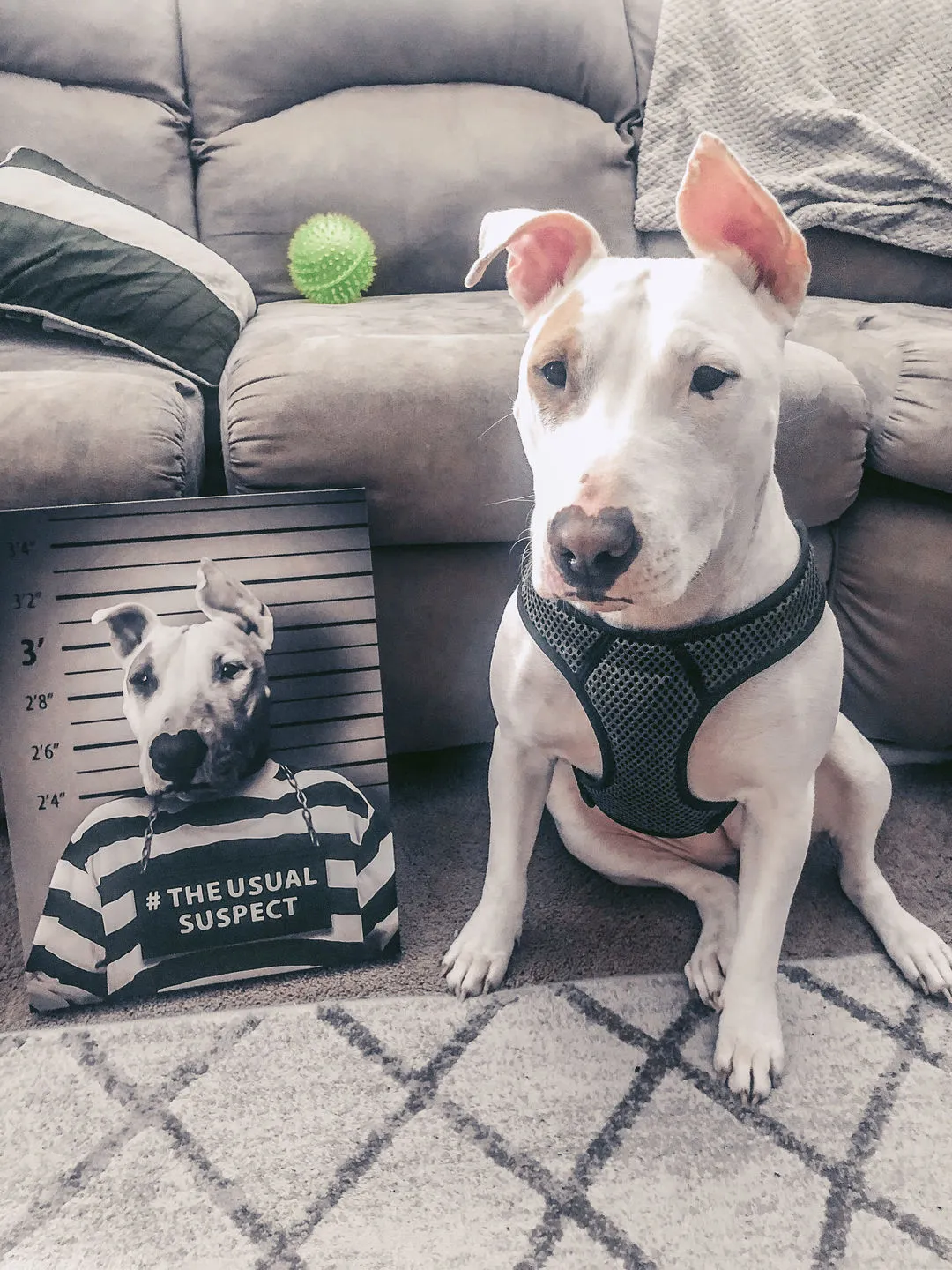 Ham Sosage - Hans Solo & Star Wars Inspired Custom Pet Portrait Canvas